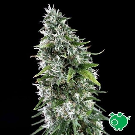 Planta de maconha