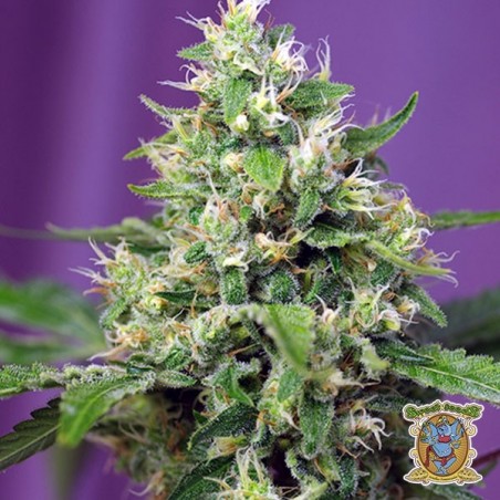 Planta de maconha