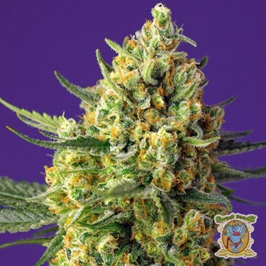 Planta de maconha