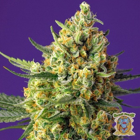 Planta de maconha