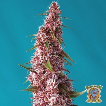 Planta de maconha