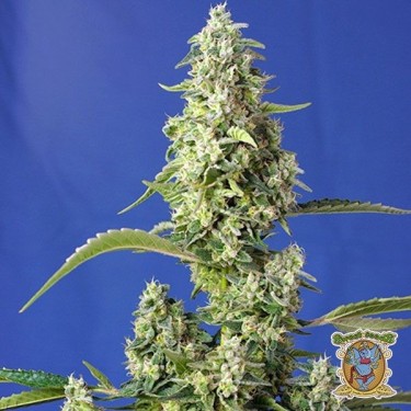 Planta de maconha
