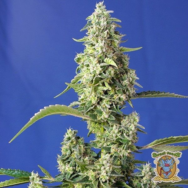 Planta de maconha