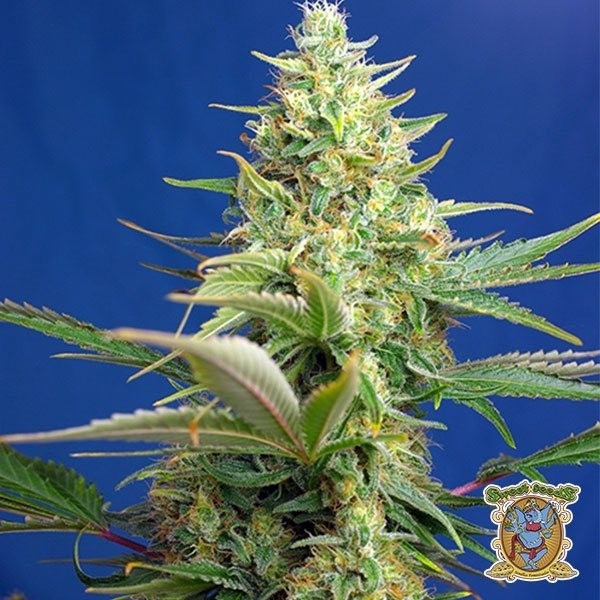View Planta de maconha