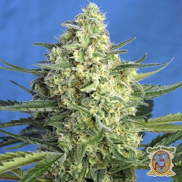View Planta de maconha