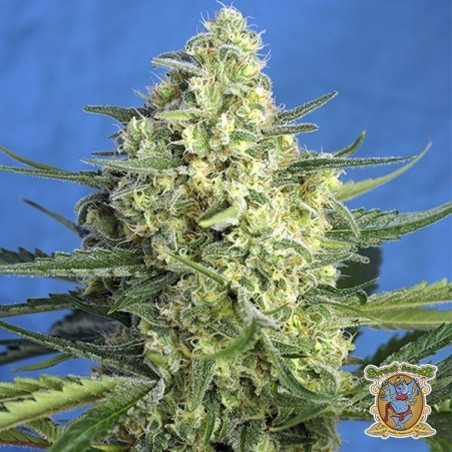 Planta de maconha