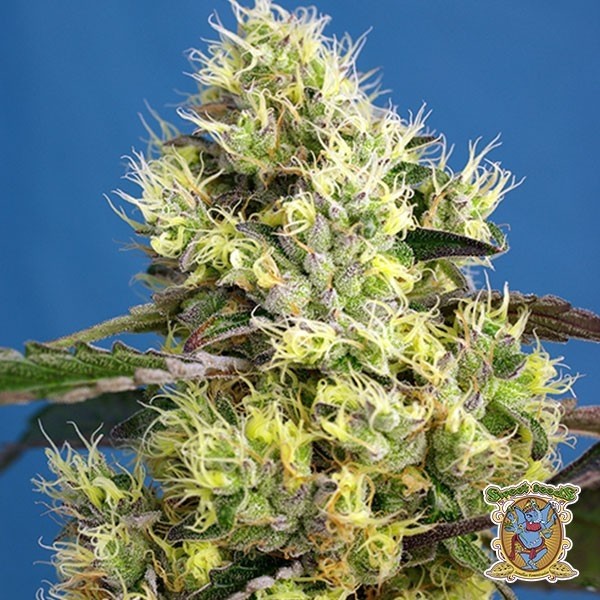 View Planta de maconha