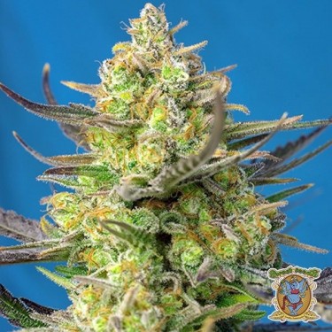 Planta de maconha