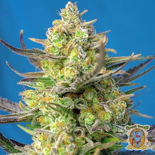 View Planta de maconha
