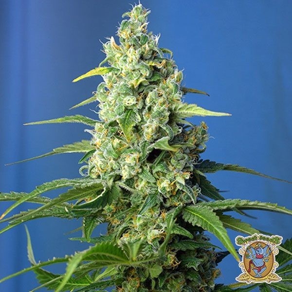 View Planta de maconha