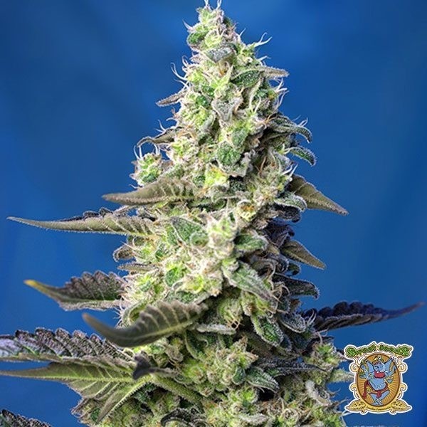 View Planta de maconha