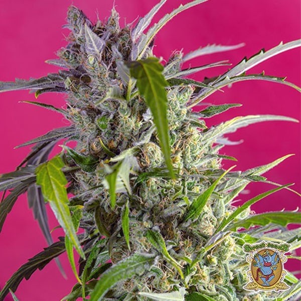 View Planta de maconha