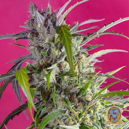 Planta de maconha