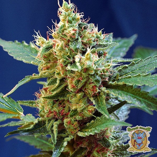 View Planta de maconha