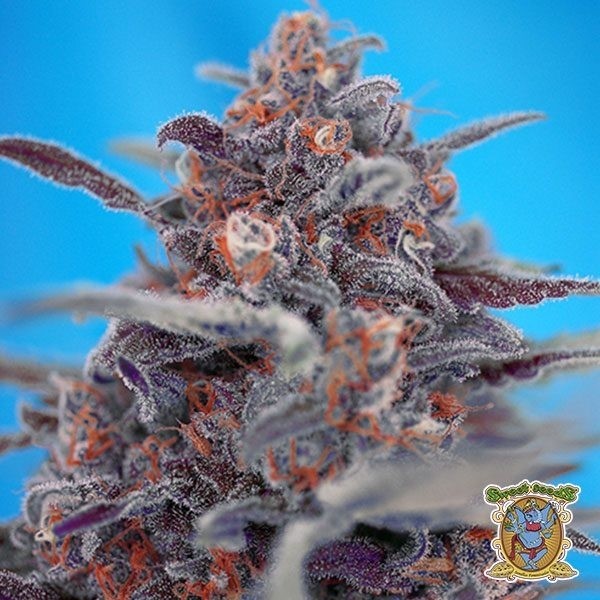View Planta de maconha