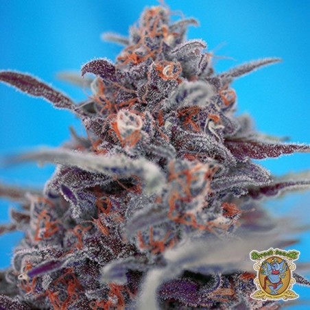 Planta de maconha