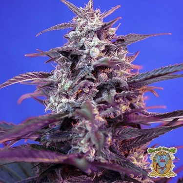Bloody Skunk Auto planta de maconha