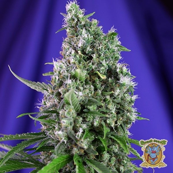 View Planta de maconha