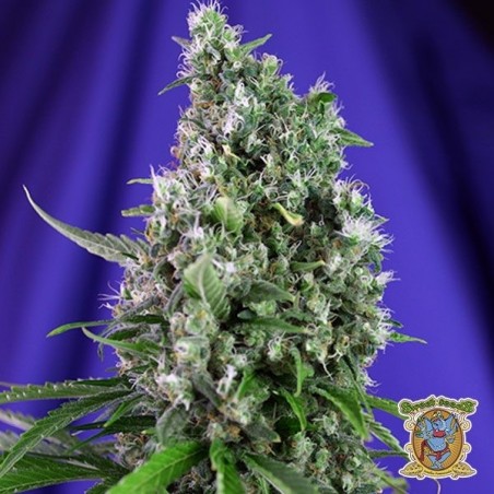 Planta de maconha
