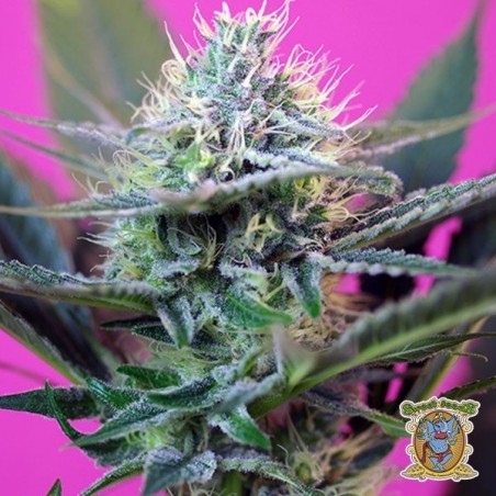 Planta de maconha
