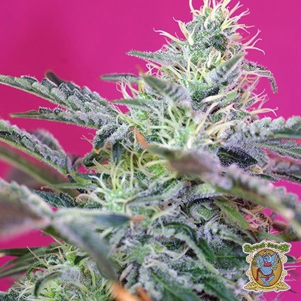 View Planta de maconha