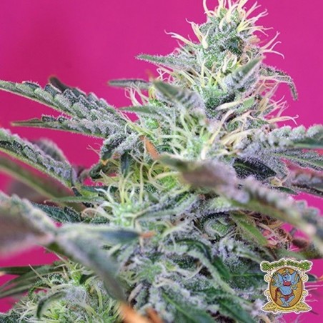Planta de maconha