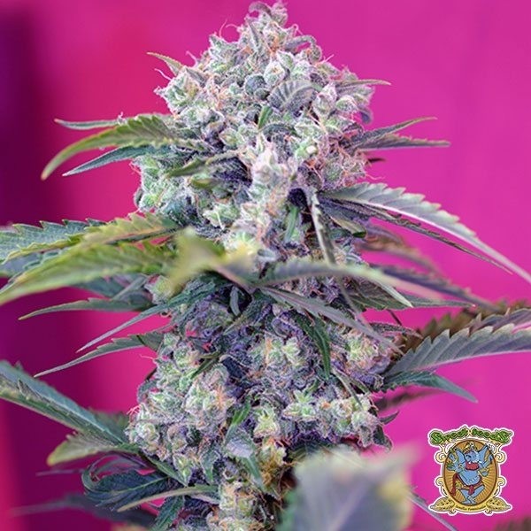View Planta de maconha