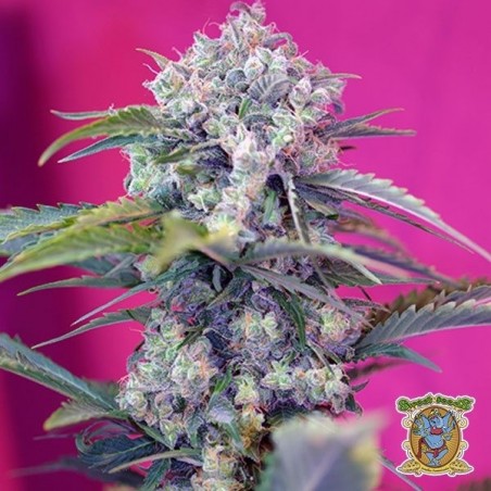 Planta de maconha