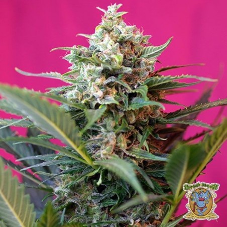 Planta de maconha