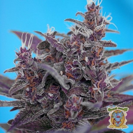 Planta de maconha