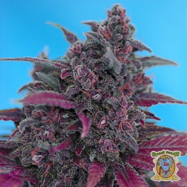 Planta de maconha