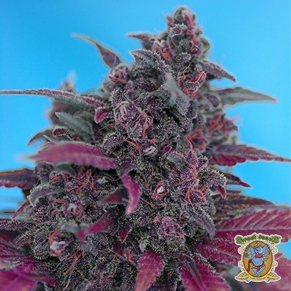 View Planta de maconha