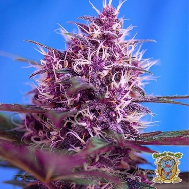 Planta de maconha