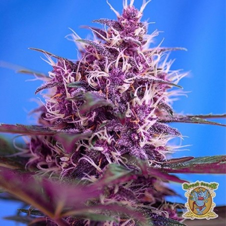 Planta de maconha