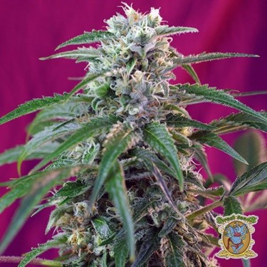 Planta de maconha