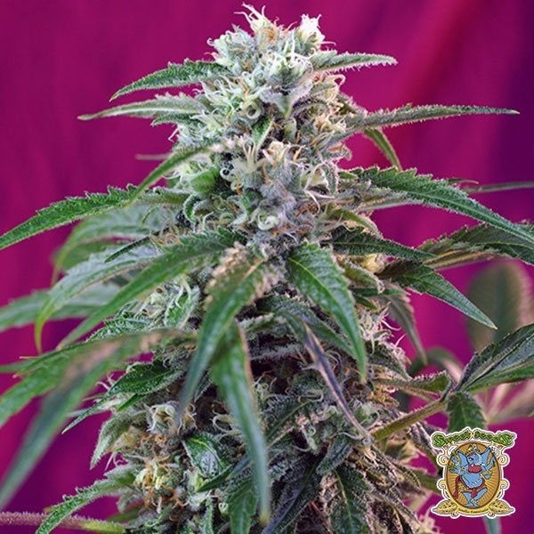 View Planta de maconha