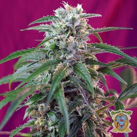 Planta de maconha