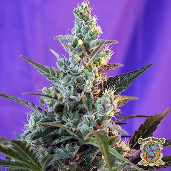 View Planta de maconha