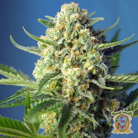 Planta de maconha