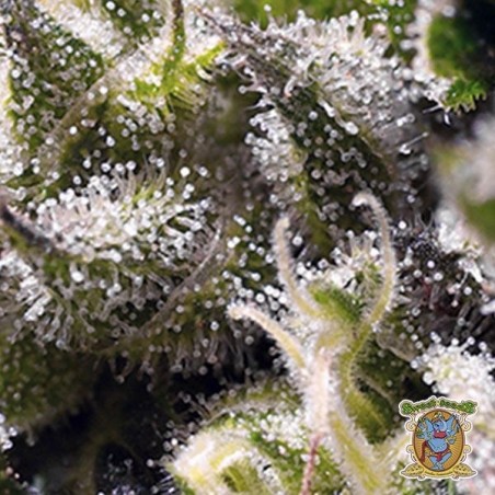Planta de maconha