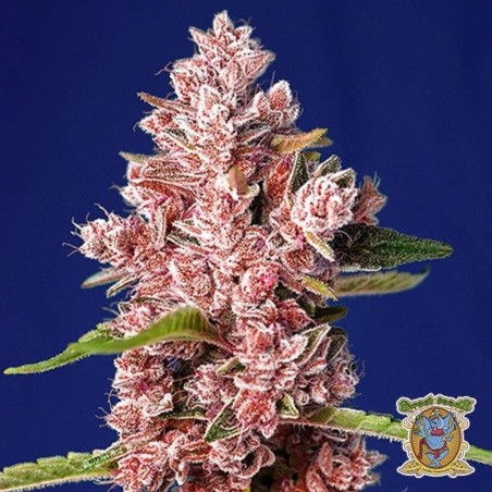Planta de maconha