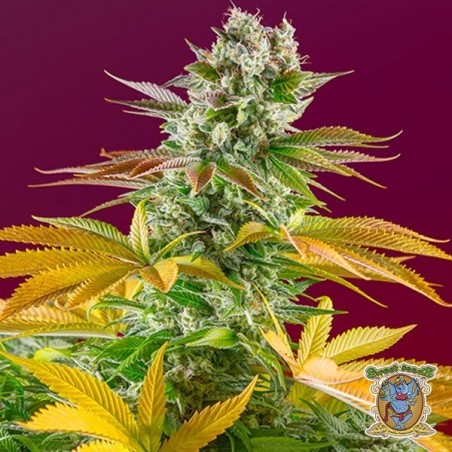 Planta de maconha