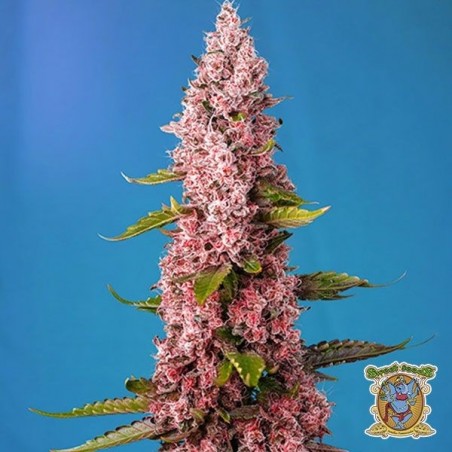 Planta de maconha