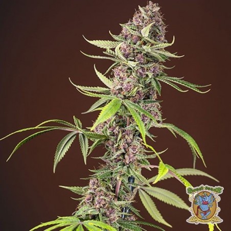 Planta de maconha