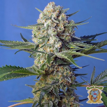 Planta de maconha