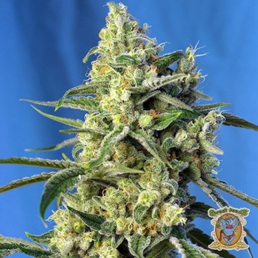 Planta de maconha