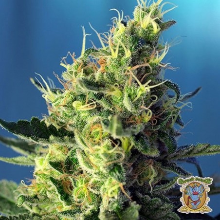 Planta de maconha