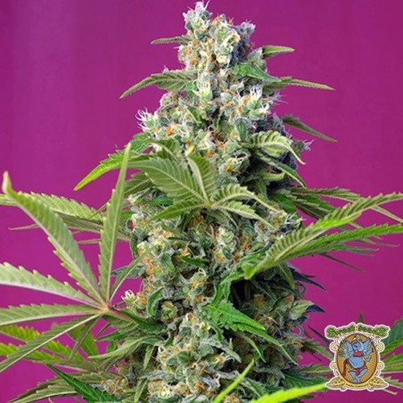 Planta de maconha