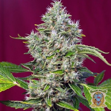 Planta de maconha