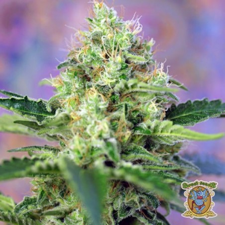 Planta de maconha